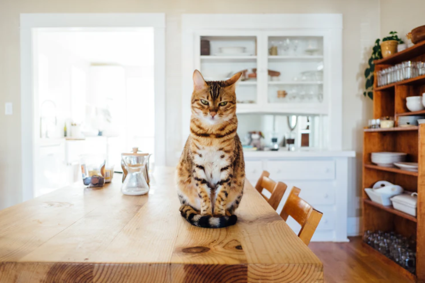 cat above the table