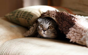 cat under the sheet