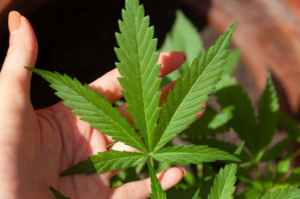 Marijuana