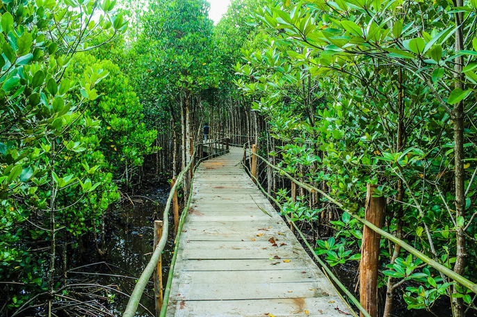 mangrove