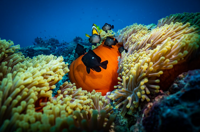 coral reef