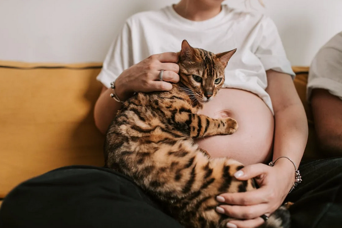 bengal cat